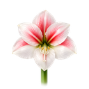 Amaryllis