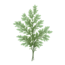 Artemisia