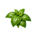 Basil