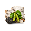 Birch