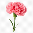 Carnation