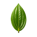 Cinnamon Leaf