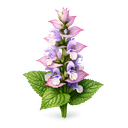 Clary Sage