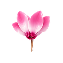 Cyclamen