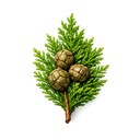 Cypress