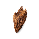 Dry Woods