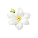 Egyptian Jasmine