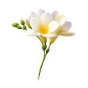 Freesia