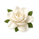 Gardenia