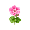 Geranium
