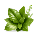 Green Notes