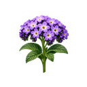 Heliotrope
