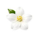 Jasmine