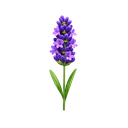 Lavandin