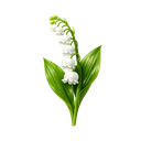 Lily Of The Valley