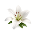 Lily