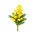 Mimosa