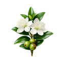 Myrtle