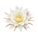 Night Blooming Cereus