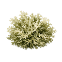 Oakmoss
