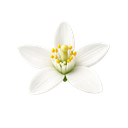 Orange Blossom