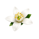 Orange Flower