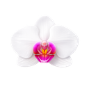 Orchid