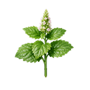Patchouli