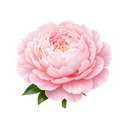 Peony