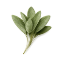Sage