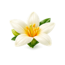 Silkwood Blossom