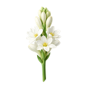Tuberose