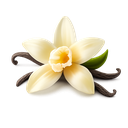 Vanilla Orchid