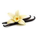 Vanilla