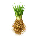 Vetiver