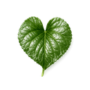 Violet Leaf