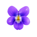 Violet