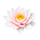 Water Lily