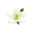 White Flowers