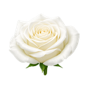 White Rose