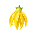 Ylang Ylang